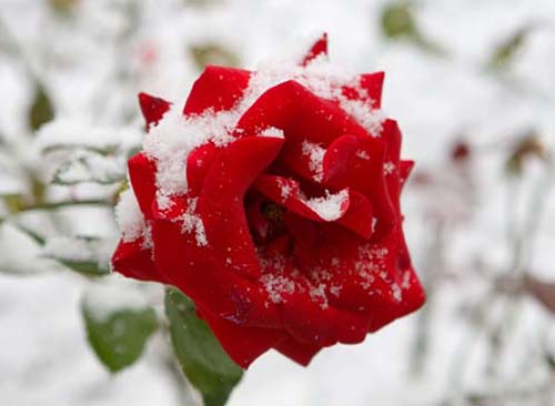 Цаснаас ургасан сарнай (өгүүллэг)